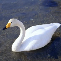 Graceful swans puzzle