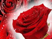 Red roses puzzle